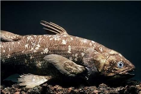 超古深海王空棘鱼图片