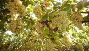 克孜勒苏柯尔克孜自治州生物资源