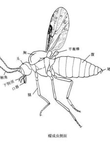 蠛蠓