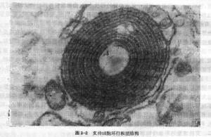 自噬体