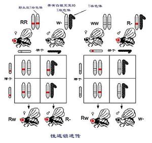 果蝇的染色体图图片