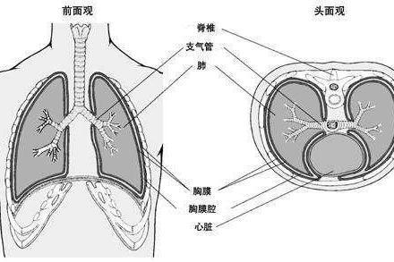胸腔积液 搜狗百科