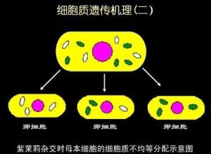 细胞质遗传