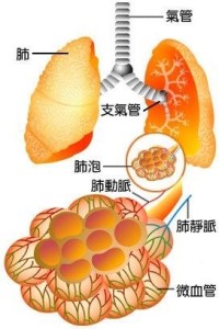 肺泡中文名词条图册快速导航肺泡是由单层上皮细胞构成的半球状囊泡