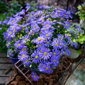 玛格丽特花