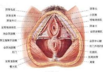 阴蒂头 搜狗百科