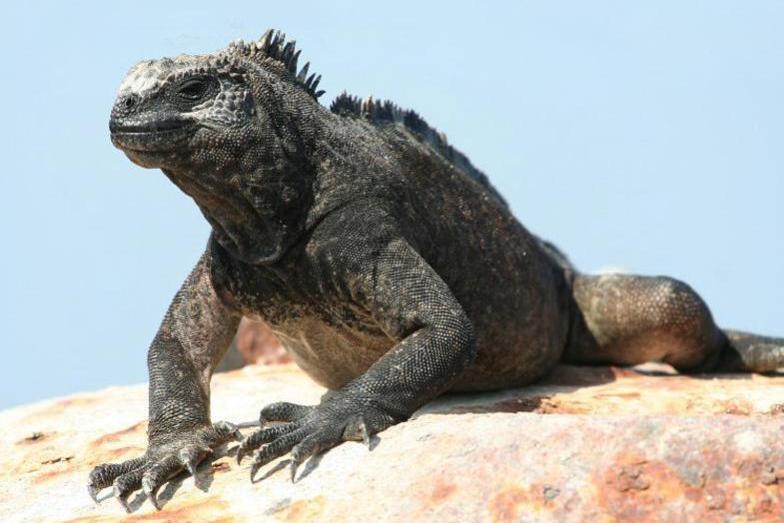 海鬣蜥 美洲鬣蜥科须蜥蜴属动物 搜狗百科