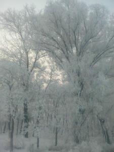 稻地雪景