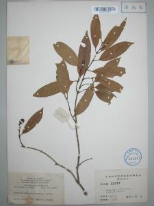 仔榄树属图册