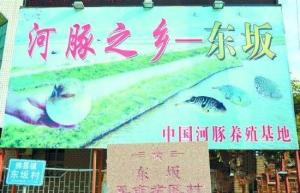 河豚之乡-东坂