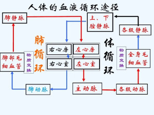 人体血液循环