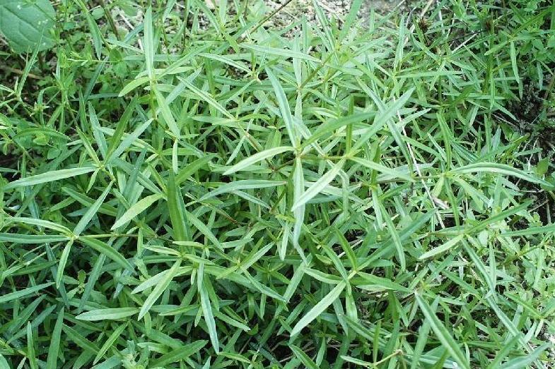 白花蛇草 搜狗百科 白花蛇草 搜狗百科