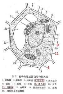 细胞质遗传