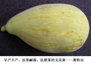 斯特拉无花果