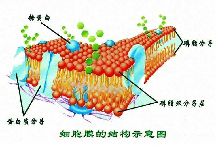 细胞膜(5)细胞膜是细胞结构中分隔细胞内,外不同介质和组成成分的界面