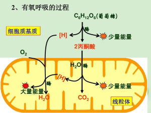 细胞有氧呼吸的过程