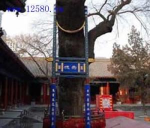 每年三月举行的一次“朝拜会”