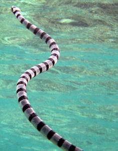 巨环海蛇