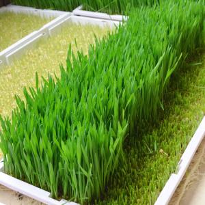 小麦草
