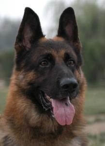 狼犬参考图