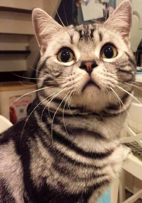 虎斑猫