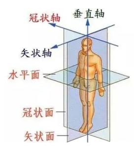 人体解剖学