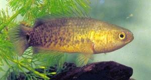 穆氏非洲攀鲈（Ctenopoma muriei muriei）