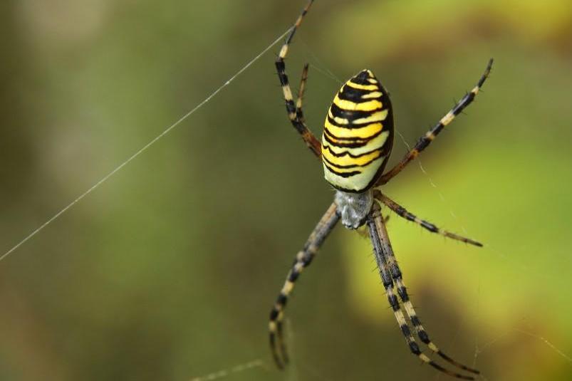 横纹金蛛 圆蛛科金蛛属动物 搜狗百科