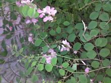 侧花木蓝