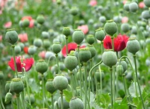 鸦片种植
