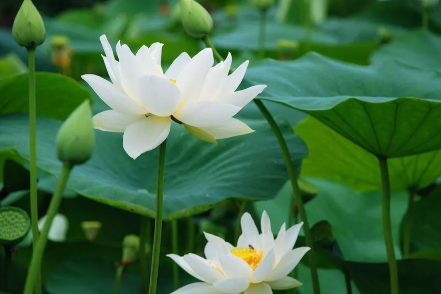 白荷花