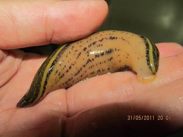 菲牛蛭 医蛭科牛蛭属动物 搜狗百科