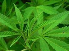 印度大麻 搜狗百科