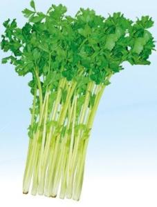 芹菜提取物