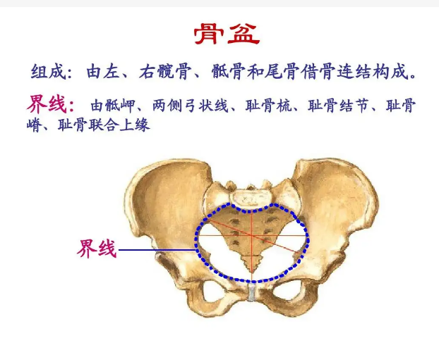 骨盆