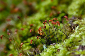 苔花