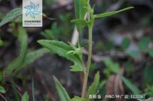 离根香枝叶