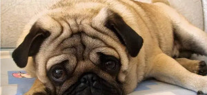 巴哥犬