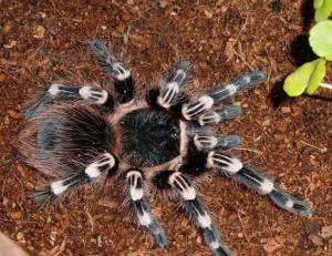 宠物的饲养垫材以及生活环境和造景