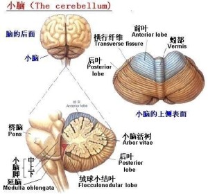 传出纤维组成的巨大神经纤维束进行,分别称为上,中,下小脑脚或小脑臂