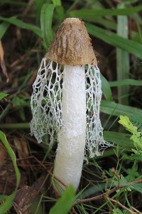 竹荪