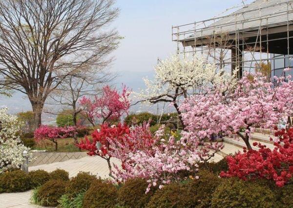 桃 蔷薇科桃属植物 搜狗百科