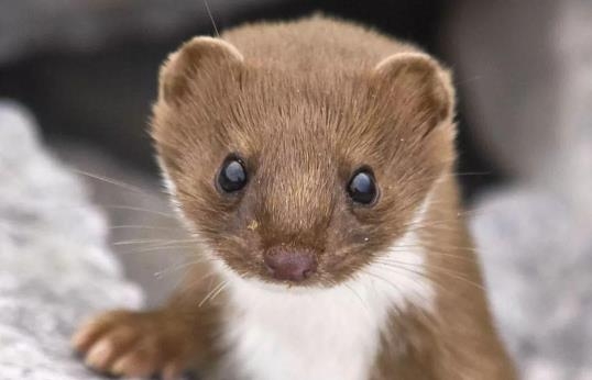 4～26.3厘米;最小者为北美小黄鼠,体长16.7～23.8厘米,尾长3.2～6.