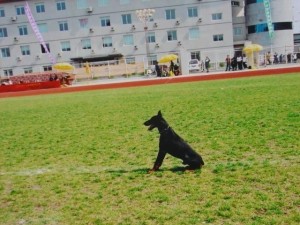 护卫犬