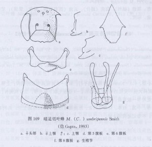 切叶蜂的简笔画图片