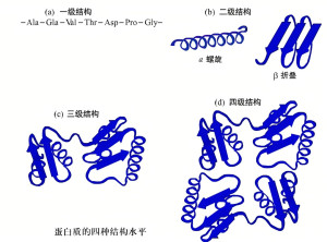 蛋白质三级结构
