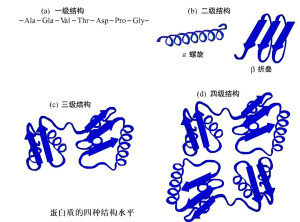 蛋白质结构简式图图片
