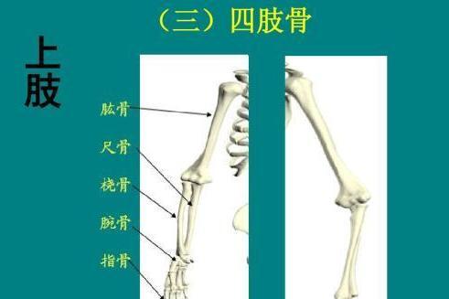 四肢骨 搜狗百科