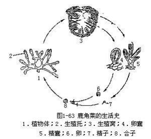 鹿角菜的生活史