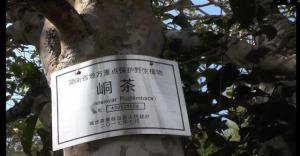 峒茶古树